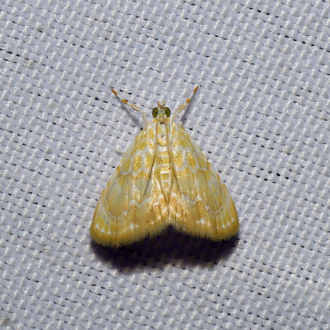 Glaphyria glaphyralis At a 365 + 395nm UV light setup at a mixed forest edge.<br />
 Geotagged,Glaphyria glaphyralis,Glaphyria sesquistrialis,Summer,United States,White-roped glaphyria moth
