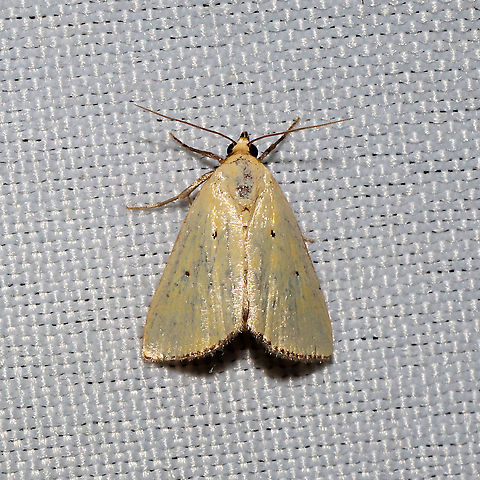 Black-bordered Lemon Moth (Marimatha nigrofimbria) At a 365 + 395nm UV light setup at a mixed forest edge. Black-bordered Lemon Moth,Geotagged,Marimatha nigrofimbria,United States