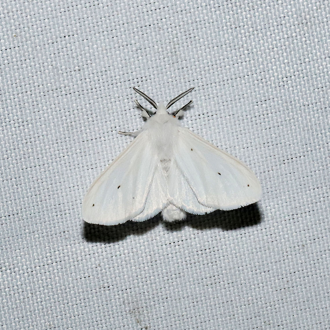 Agreeable Tiger Moth (Spilosoma congrua) At a 365 + 395nm UV light setup at a mixed forest edge.<br />
 Agreeable tiger moth,Geotagged,Spilosoma congrua,Summer,United States