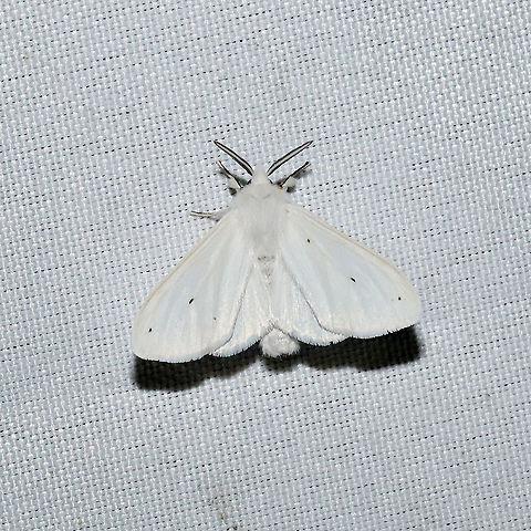 Agreeable Tiger Moth (Spilosoma congrua) At a 365 + 395nm UV light setup at a mixed forest edge.
 Agreeable tiger moth,Geotagged,Spilosoma congrua,Summer,United States