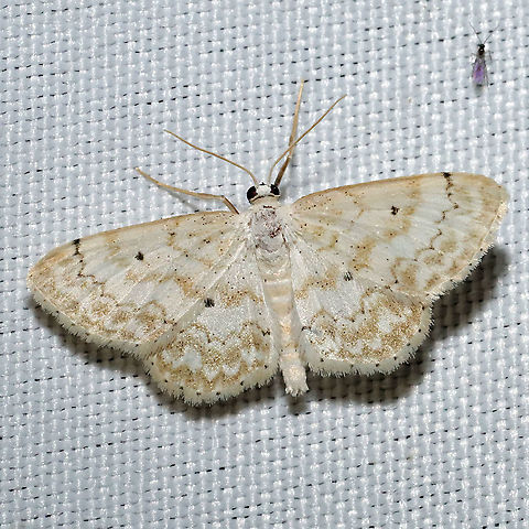 Rippled Wave (Idaea obfusaria)? At a 365 + 395nm UV light setup at a mixed forest edge.
 Geotagged,Idaea obfusaria,Summer,United States