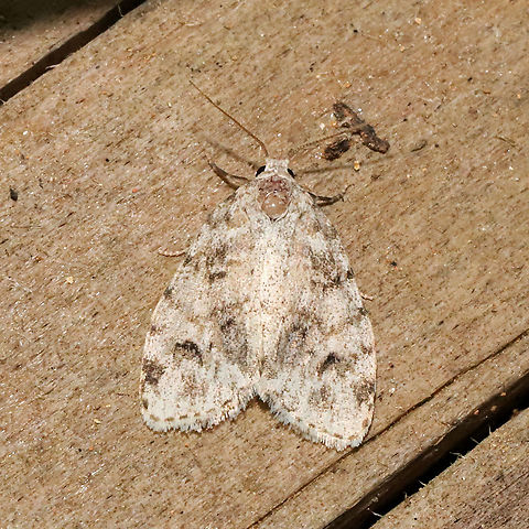 Little White Lichen Moth (Clemensia albata)? At a 365 + 395nm UV light setup at a mixed forest edge.
 Clemensia albata,Geotagged,Little white lichen moth,Summer,United States