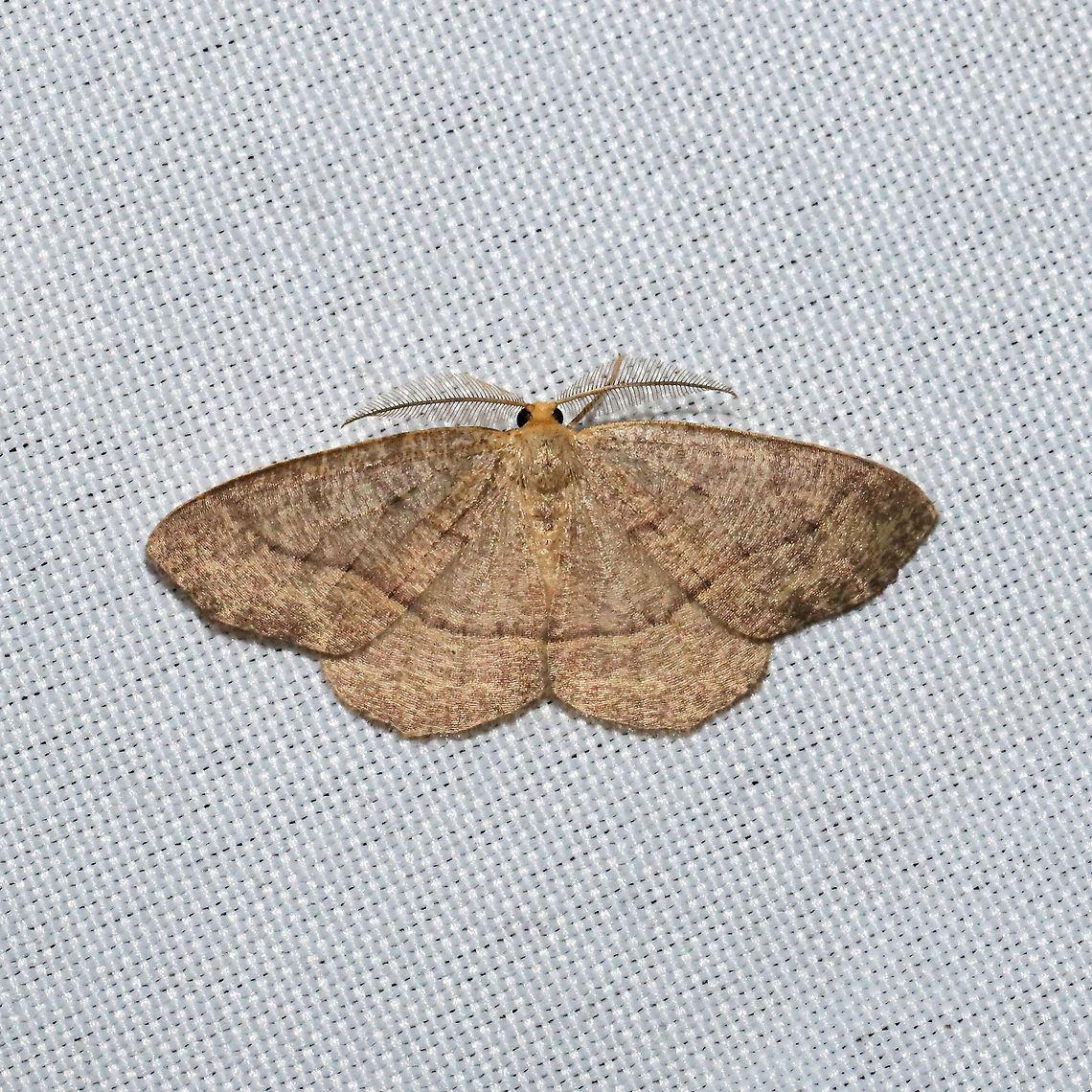 Curved-lined Looper Moth (Lambdina fervidaria) At a 365 + 395nm UV light setup at a mixed forest edge.<br />
 Geotagged,Lambdina fervidaria,Summer,United States