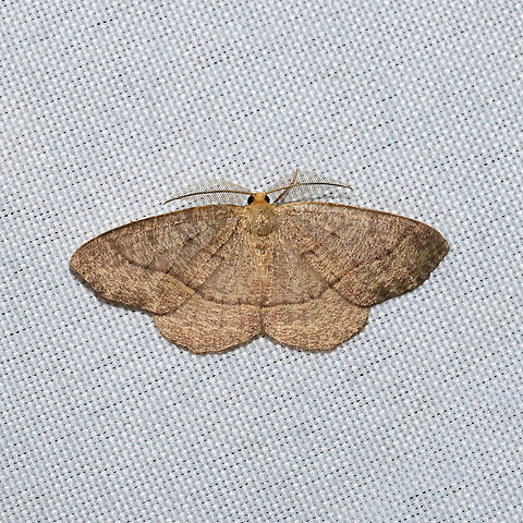 Curved-lined Looper Moth (Lambdina fervidaria) At a 365 + 395nm UV light setup at a mixed forest edge.
 Geotagged,Lambdina fervidaria,Summer,United States