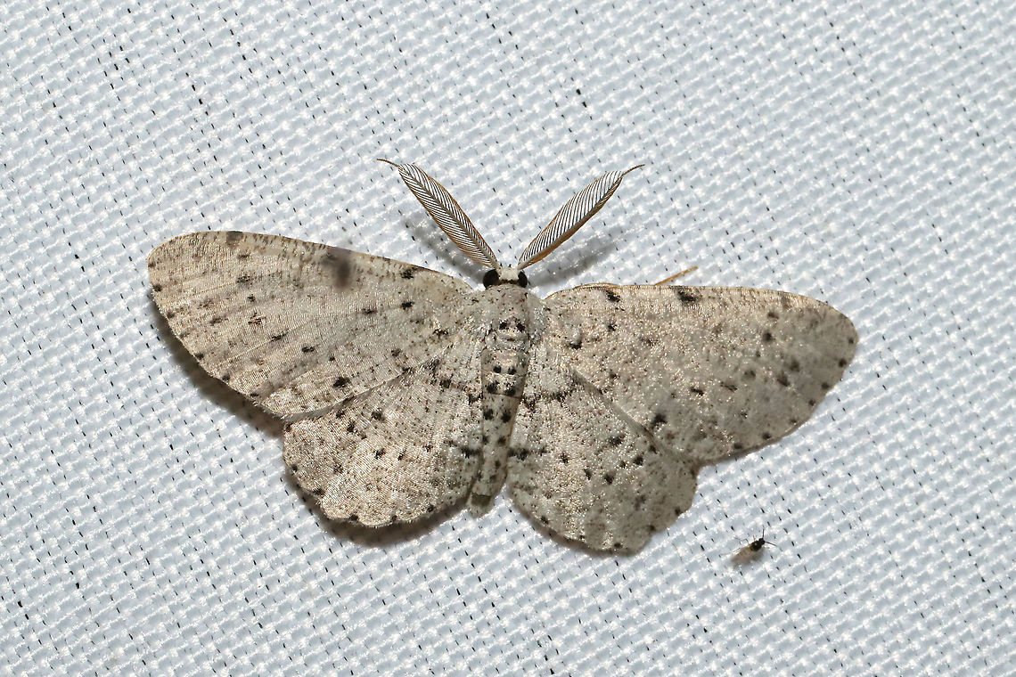 Dotted Gray (Glena cribrataria) At a 365 + 395nm UV light setup at a mixed forest edge.<br />
 Geotagged,Glena cribrataria,Summer,United States