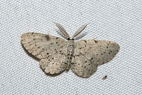 Dotted Gray (Glena cribrataria) At a 365 + 395nm UV light setup at a mixed forest edge.
 Geotagged,Glena cribrataria,Summer,United States
