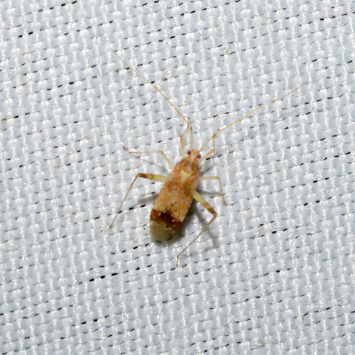 Phytocoris depictus At a 365 + 395nm UV light setup at a mixed forest edge. This seems to be a Georgia first. Not well documented on BugGuide or iNaturalist<br />
 Geotagged,Phytocoris depictus,Summer,United States