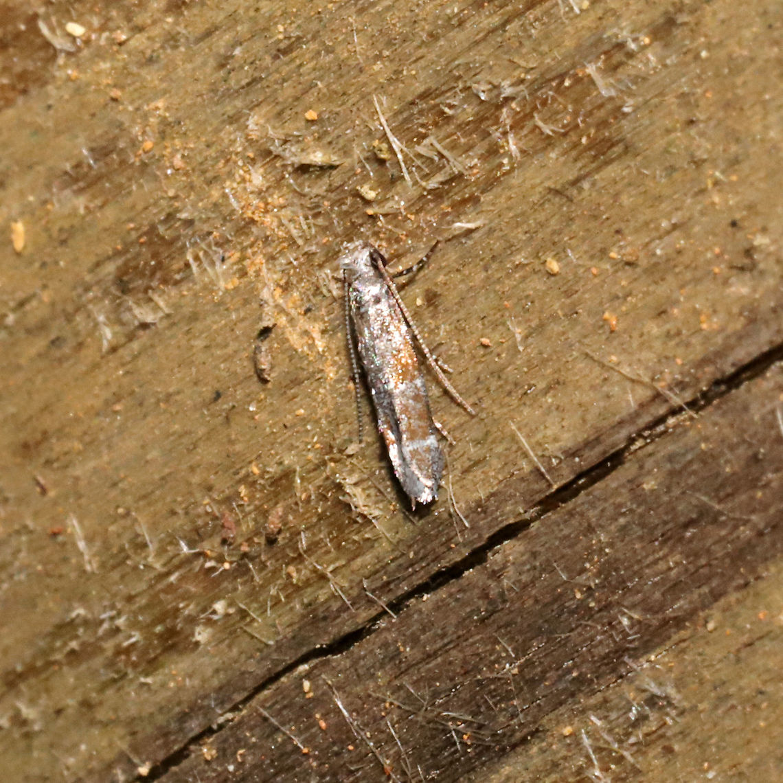 Battaristis vittella At a 365 + 395nm UV light setup at a mixed forest edge.<br />
 Battaristis vittella,Geotagged,Orange Stripe-backed Moth,Summer,United States