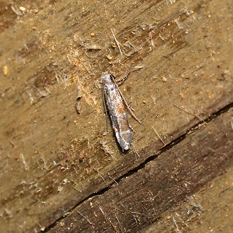 Battaristis vittella At a 365 + 395nm UV light setup at a mixed forest edge.
 Battaristis vittella,Geotagged,Orange Stripe-backed Moth,Summer,United States