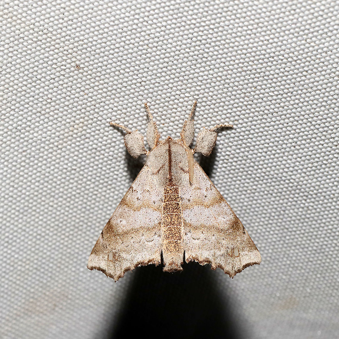 Angel Moth (Olceclostera angelica) At a 365 + 395nm UV light setup at a mixed forest edge.<br />
<br />
I'm REALLY regretting not getting better shots of this beauty. One of my favorite moths at the sheet so far this year.  Geotagged,Olceclostera angelica,Summer,United States