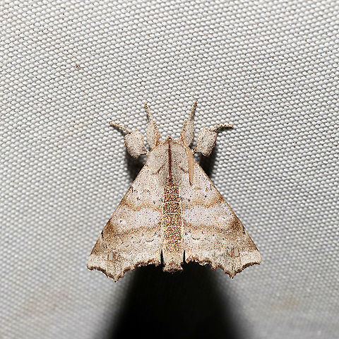 Angel Moth (Olceclostera angelica) At a 365 + 395nm UV light setup at a mixed forest edge.

I'm REALLY regretting not getting better shots of this beauty. One of my favorite moths at the sheet so far this year.  Geotagged,Olceclostera angelica,Summer,United States