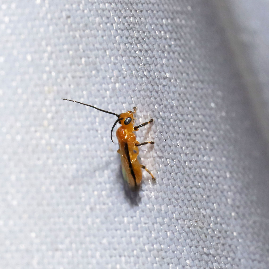 Yelicones nigromarginatus At a 365 + 395nm UV light setup at a mixed forest edge. Not sure what is going on this year, but I'm getting so many rare insects at my lights. This genus is in the Subfamily Rogadinae (the Mummy Wasps).<br />
<br />
This genus is in the Subfamily Rogadinae (the Mummy Wasps). These wasps are larval koinobiont endoparasitoids that (according to BugGuide):<br />
"Attack and kill various species of leaf-feeding caterpillars; hosts include many important forest pests, such as the gypsy moth, eastern tent caterpillar, forest tent caterpillar, fall webworm, tussock moths, dagger moths, prominents, cutworms, and loopers"....<br />
Also:<br />
"Larvae mummify the host when they finish feeding on it and kill it, and pupate inside the mummy."<br />
<br />
<figure class="photo"><a href="https://www.jungledragon.com/image/117862/yelicones_nigromarginatus.html" title="Yelicones nigromarginatus"><img src="https://s3.amazonaws.com/media.jungledragon.com/images/3231/117862_thumb.jpg?AWSAccessKeyId=05GMT0V3GWVNE7GGM1R2&Expires=1759968010&Signature=MztGNkPHuzAXo%2BcOxs1m0yaDNEs%3D" width="200" height="200" alt="Yelicones nigromarginatus At a 365 + 395nm UV light setup at a mixed forest edge. Not sure what is going on this year, but I'm getting so many rare insects at my lights. <br />
<br />
This genus is in the Subfamily Rogadinae (the Mummy Wasps). These wasps are larval koinobiont endoparasitoids that (according to BugGuide):<br />
"Attack and kill various species of leaf-feeding caterpillars; hosts include many important forest pests, such as the gypsy moth, eastern tent caterpillar, forest tent caterpillar, fall webworm, tussock moths, dagger moths, prominents, cutworms, and loopers"....<br />
Also:<br />
"Larvae mummify the host when they finish feeding on it and kill it, and pupate inside the mummy."<br />
<br />
https://www.jungledragon.com/image/117863/yelicones_nigromarginatus.html Geotagged,Summer,United States,Yelicones nigromarginatus" /></a></figure> Geotagged,Summer,United States,Yelicones nigromarginatus