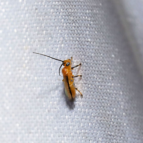 Yelicones nigromarginatus