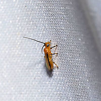 Yelicones nigromarginatus At a 365 + 395nm UV light setup at a mixed forest edge. Not sure what is going on this year, but I'm getting so many rare insects at my lights. This genus is in the Subfamily Rogadinae (the Mummy Wasps).<br />
<br />
This genus is in the Subfamily Rogadinae (the Mummy Wasps). These wasps are larval koinobiont endoparasitoids that (according to BugGuide):<br />
"Attack and kill various species of leaf-feeding caterpillars; hosts include many important forest pests, such as the gypsy moth, eastern tent caterpillar, forest tent caterpillar, fall webworm, tussock moths, dagger moths, prominents, cutworms, and loopers"....<br />
Also:<br />
"Larvae mummify the host when they finish feeding on it and kill it, and pupate inside the mummy."<br />
<br />
https://www.jungledragon.com/image/117862/yelicones_nigromarginatus.html Geotagged,Summer,United States,Yelicones nigromarginatus