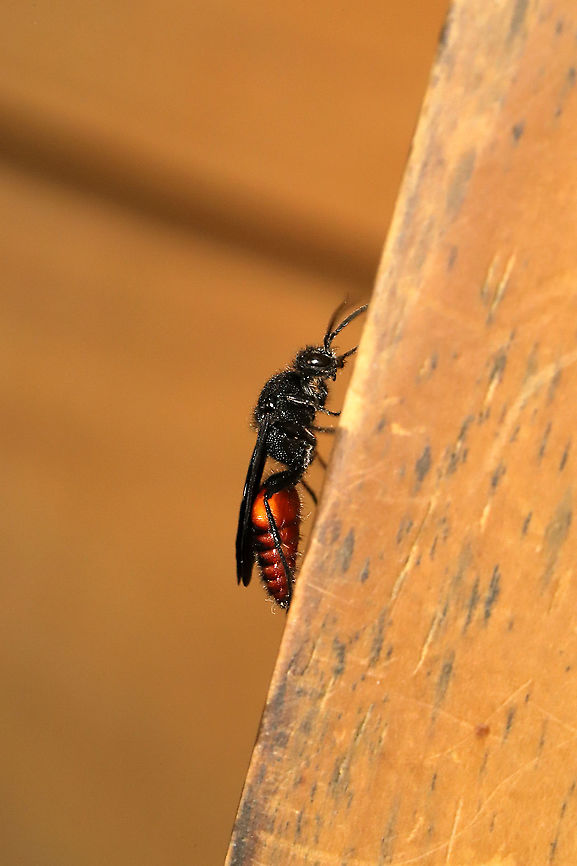Timulla dubitata Jason found an intact puparium (pictured below) when he was shoveling some soil in our yard. I decided to put it in a jar in order to determine a species. Around 24 hours later, I went to check the jar and noticed that it had been &quot;unsealed&quot;. A little &quot;cap&quot; was hanging loose. It took me a couple of minutes, but I finally found the former tenant hiding within a leaf that I had placed in the jar. I&#039;m assuming this is a male T. dubitata as it is our most common Mutillid in this area of our land (I haven&#039;t seen any other species minus Dasymutilla quadriguttata and Dasymutilla occidentalis, but those aren&#039;t a visual match for this).<br />
Female:<br />
<figure class="photo"><a href="https://www.jungledragon.com/image/65477/timulla_dubitata_.html" title="Timulla dubitata ♀"><img src="https://s3.amazonaws.com/media.jungledragon.com/images/3231/65477_thumb.jpg?AWSAccessKeyId=05GMT0V3GWVNE7GGM1R2&Expires=1767225610&Signature=d694ro%2B%2F8VwUabVOlhBHNfBqO1M%3D" width="200" height="134" alt="Timulla dubitata ♀ There were several of these in a disturbed area at the edge of a dense mixed hardwood/coniferous forest in NW Georgia (Gordon County), US. August 23, 2018.<br />
https://www.jungledragon.com/image/65478/unknown_mutillid_wasp.html Geotagged,Summer,Timulla dubitata,United States" /></a></figure><br />
<br />
Puparium (with wasp inside):<br />
<figure class="photo"><a href="https://www.jungledragon.com/image/117995/timulla_dubitata_puparium.html" title="Timulla dubitata puparium"><img src="https://s3.amazonaws.com/media.jungledragon.com/images/3231/117995_thumb.jpg?AWSAccessKeyId=05GMT0V3GWVNE7GGM1R2&Expires=1767225610&Signature=LOaEy%2BvNQ7xfIoX5IauGOC7dHgU%3D" width="200" height="200" alt="Timulla dubitata puparium ID Tentative.<br />
<br />
Jason found an intact puparium (pictured below) when he was shoveling some soil in our yard. I decided to put it in a jar in order to determine a species. Around 24 hours later, I went to check the jar and noticed that it had been &quot;unsealed&quot;. A little &quot;cap&quot; was hanging loose. It took me a couple of minutes, but I finally found the former tenant hiding within a leaf that I had placed in the jar. I&#039;m assuming this is a male T. dubitata as it is our most common Mutillid in this area of our land (I haven&#039;t seen any other species minus Dasymutilla quadriguttata and Dasymutilla occidentalis, but those aren&#039;t a visual match for this).<br />
Female:<br />
https://www.jungledragon.com/image/65477/timulla_dubitata_.html<br />
Empty puparium:<br />
https://www.jungledragon.com/image/117996/timulla_dubitata_puparium_possibly.html<br />
<br />
Freshly emerged male:<br />
https://www.jungledragon.com/image/117994/timulla_dubitata_possibly.html<br />
https://www.jungledragon.com/image/117993/timulla_dubitata_possibly.html<br />
<br />
Interesting conversation over at iNaturalist:<br />
https://www.inaturalist.org/observations/86067871<br />
 Geotagged,Summer,Timulla dubitata,United States" /></a></figure><br />
Empty puparium:<br />
<figure class="photo"><a href="https://www.jungledragon.com/image/117996/timulla_dubitata_puparium.html" title="Timulla dubitata puparium"><img src="https://s3.amazonaws.com/media.jungledragon.com/images/3231/117996_thumb.jpg?AWSAccessKeyId=05GMT0V3GWVNE7GGM1R2&Expires=1767225610&Signature=KD8AQKf%2B9OhEPOHZXa0hVWMFIK4%3D" width="200" height="200" alt="Timulla dubitata puparium ID Tentative.<br />
<br />
Jason found an intact puparium (pictured below) when he was shoveling some soil in our yard. I decided to put it in a jar in order to determine a species. Around 24 hours later, I went to check the jar and noticed that it had been &quot;unsealed&quot;. A little &quot;cap&quot; was hanging loose. It took me a couple of minutes, but I finally found the former tenant hiding within a leaf that I had placed in the jar. I&#039;m assuming this is a male T. dubitata as it is our most common Mutillid in this area of our land (I haven&#039;t seen any other species minus Dasymutilla quadriguttata and Dasymutilla occidentalis, but those aren&#039;t a visual match for this).<br />
Female:<br />
https://www.jungledragon.com/image/65477/timulla_dubitata_.html<br />
<br />
Puparium (with wasp inside):<br />
https://www.jungledragon.com/image/117995/timulla_dubitata_puparium_possibly.html<br />
<br />
Freshly emerged male:<br />
https://www.jungledragon.com/image/117994/timulla_dubitata_possibly.html<br />
https://www.jungledragon.com/image/117993/timulla_dubitata_possibly.html<br />
<br />
Interesting conversation over at iNaturalist:<br />
https://www.inaturalist.org/observations/86067871<br />
<br />
<br />
<br />
 Geotagged,Summer,Timulla dubitata,United States" /></a></figure><br />
<br />
Freshly emerged male:<br />
<figure class="photo"><a href="https://www.jungledragon.com/image/117994/timulla_dubitata.html" title="Timulla dubitata"><img src="https://s3.amazonaws.com/media.jungledragon.com/images/3231/117994_thumb.jpg?AWSAccessKeyId=05GMT0V3GWVNE7GGM1R2&Expires=1767225610&Signature=WreMLtrCmNUQMR0bs8mbgum2nG8%3D" width="200" height="134" alt="Timulla dubitata Jason found an intact puparium (pictured below) when he was shoveling some soil in our yard. I decided to put it in a jar in order to determine a species. Around 24 hours later, I went to check the jar and noticed that it had been &quot;unsealed&quot;. A little &quot;cap&quot; was hanging loose. It took me a couple of minutes, but I finally found the former tenant hiding within a leaf that I had placed in the jar. I&#039;m assuming this is a male T. dubitata as it is our most common Mutillid in this area of our land (I haven&#039;t seen any other species minus Dasymutilla quadriguttata and Dasymutilla occidentalis, but those aren&#039;t a visual match for this).<br />
Female:<br />
https://www.jungledragon.com/image/65477/timulla_dubitata_.html<br />
<br />
Puparium (with wasp inside):<br />
https://www.jungledragon.com/image/117995/timulla_dubitata_puparium_possibly.html<br />
<br />
Empty puparium:<br />
https://www.jungledragon.com/image/117996/timulla_dubitata_puparium_possibly.html<br />
<br />
Freshly emerged male:<br />
https://www.jungledragon.com/image/117993/timulla_dubitata_possibly.html<br />
<br />
Interesting conversation over at iNaturalist:<br />
https://www.inaturalist.org/observations/86067871<br />
<br />
<br />
 Geotagged,Summer,Timulla dubitata,United States" /></a></figure><br />
<br />
Interesting conversation over at iNaturalist:<br />
<a href="https://www.inaturalist.org/observations/86067871" rel="nofollow">https://www.inaturalist.org/observations/86067871</a><br />
<br />
<br />
 Geotagged,Summer,Timulla dubitata,United States