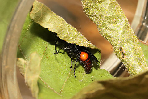 Timulla dubitata Jason found an intact puparium (pictured below) when he was shoveling some soil in our yard. I decided to put it in a jar in order to determine a species. Around 24 hours later, I went to check the jar and noticed that it had been "unsealed". A little "cap" was hanging loose. It took me a couple of minutes, but I finally found the former tenant hiding within a leaf that I had placed in the jar. I'm assuming this is a male T. dubitata as it is our most common Mutillid in this area of our land (I haven't seen any other species minus Dasymutilla quadriguttata and Dasymutilla occidentalis, but those aren't a visual match for this).
Female:
https://www.jungledragon.com/image/65477/timulla_dubitata_.html

Puparium (with wasp inside):
https://www.jungledragon.com/image/117995/timulla_dubitata_puparium_possibly.html

Empty puparium:
https://www.jungledragon.com/image/117996/timulla_dubitata_puparium_possibly.html

Freshly emerged male:
https://www.jungledragon.com/image/117993/timulla_dubitata_possibly.html

Interesting conversation over at iNaturalist:
https://www.inaturalist.org/observations/86067871


 Geotagged,Summer,Timulla dubitata,United States