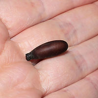 Timulla dubitata puparium ID Tentative.<br />
<br />
Jason found an intact puparium (pictured below) when he was shoveling some soil in our yard. I decided to put it in a jar in order to determine a species. Around 24 hours later, I went to check the jar and noticed that it had been "unsealed". A little "cap" was hanging loose. It took me a couple of minutes, but I finally found the former tenant hiding within a leaf that I had placed in the jar. I'm assuming this is a male T. dubitata as it is our most common Mutillid in this area of our land (I haven't seen any other species minus Dasymutilla quadriguttata and Dasymutilla occidentalis, but those aren't a visual match for this).<br />
Female:<br />
https://www.jungledragon.com/image/65477/timulla_dubitata_.html<br />
Empty puparium:<br />
https://www.jungledragon.com/image/117996/timulla_dubitata_puparium_possibly.html<br />
<br />
Freshly emerged male:<br />
https://www.jungledragon.com/image/117994/timulla_dubitata_possibly.html<br />
https://www.jungledragon.com/image/117993/timulla_dubitata_possibly.html<br />
<br />
Interesting conversation over at iNaturalist:<br />
https://www.inaturalist.org/observations/86067871<br />
 Geotagged,Summer,Timulla dubitata,United States