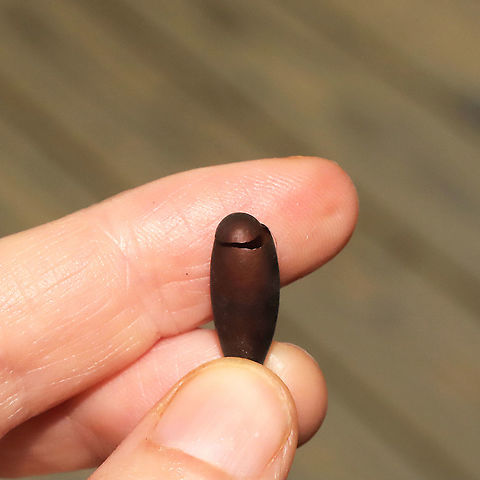 Timulla dubitata puparium ID Tentative.

Jason found an intact puparium (pictured below) when he was shoveling some soil in our yard. I decided to put it in a jar in order to determine a species. Around 24 hours later, I went to check the jar and noticed that it had been "unsealed". A little "cap" was hanging loose. It took me a couple of minutes, but I finally found the former tenant hiding within a leaf that I had placed in the jar. I'm assuming this is a male T. dubitata as it is our most common Mutillid in this area of our land (I haven't seen any other species minus Dasymutilla quadriguttata and Dasymutilla occidentalis, but those aren't a visual match for this).
Female:
https://www.jungledragon.com/image/65477/timulla_dubitata_.html

Puparium (with wasp inside):
https://www.jungledragon.com/image/117995/timulla_dubitata_puparium_possibly.html

Freshly emerged male:
https://www.jungledragon.com/image/117994/timulla_dubitata_possibly.html
https://www.jungledragon.com/image/117993/timulla_dubitata_possibly.html

Interesting conversation over at iNaturalist:
https://www.inaturalist.org/observations/86067871



 Geotagged,Summer,Timulla dubitata,United States