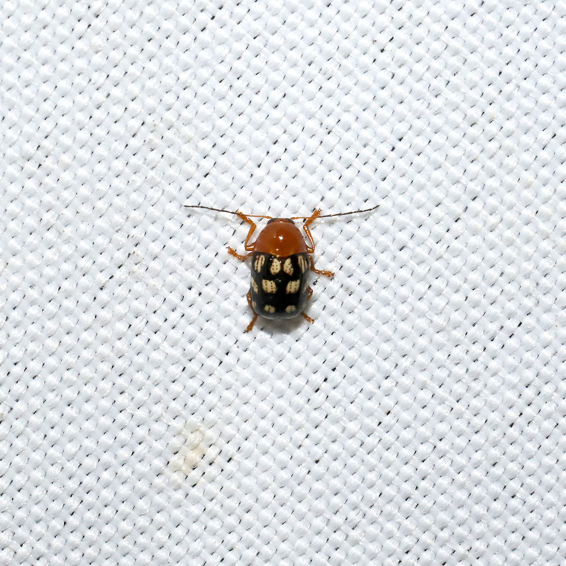 Cryptocephalus guttulatus At a 365 + 395nm UV light setup at a mixed forest edge.<br />
 Cryptocephalus guttulatus,Geotagged,Summer,United States