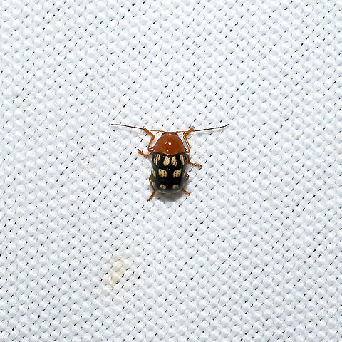 Cryptocephalus guttulatus At a 365 + 395nm UV light setup at a mixed forest edge.
 Cryptocephalus guttulatus,Geotagged,Summer,United States