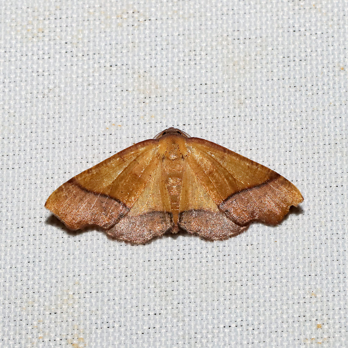 Straight-lined Plagodis Moth (Plagodis phlogosaria) At a 365 + 395nm UV light setup at a mixed forest edge.<br />
 Geotagged,Plagodis phlogosaria,Straight-lined Plagodis Moth,Summer,United States