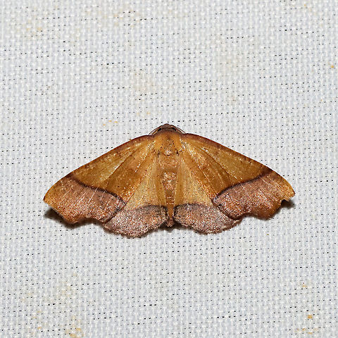 Straight-lined Plagodis Moth (Plagodis phlogosaria) At a 365 + 395nm UV light setup at a mixed forest edge.
 Geotagged,Plagodis phlogosaria,Straight-lined Plagodis Moth,Summer,United States