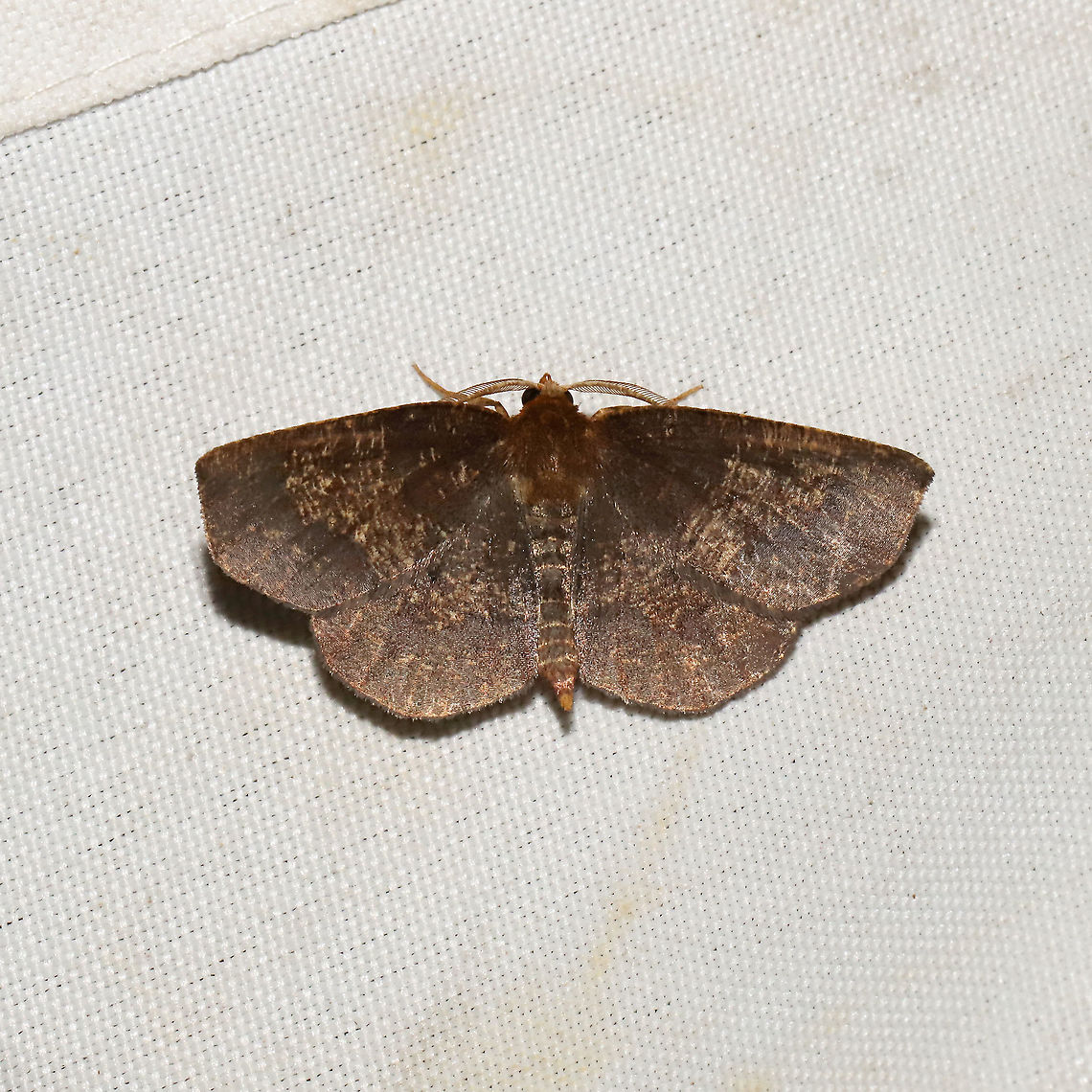 Metarranthis angularia At a 365 + 395nm UV light setup at a mixed forest edge. Geotagged,Metarranthis angularia,Metarranthis angularis,Summer,United States