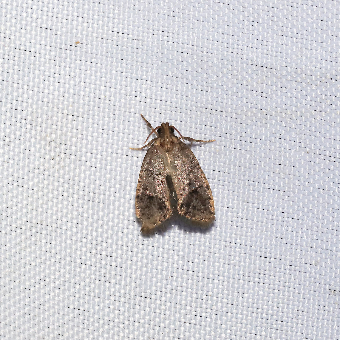 Curved-horn Moths (Superfamily Gelechioidea)? At a 365 + 395nm UV light setup at a mixed forest edge.<br />
This one seems familiar, but it isn&#039;t coming to me right now.<br />
 Geotagged,Summer,United States