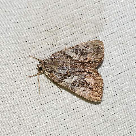 Underwing Moth (Catocala sp.) At a 365 + 395nm UV light setup at a mixed forest edge.

Catocala blandula-mira-crataegi ? Geotagged,Summer,United States