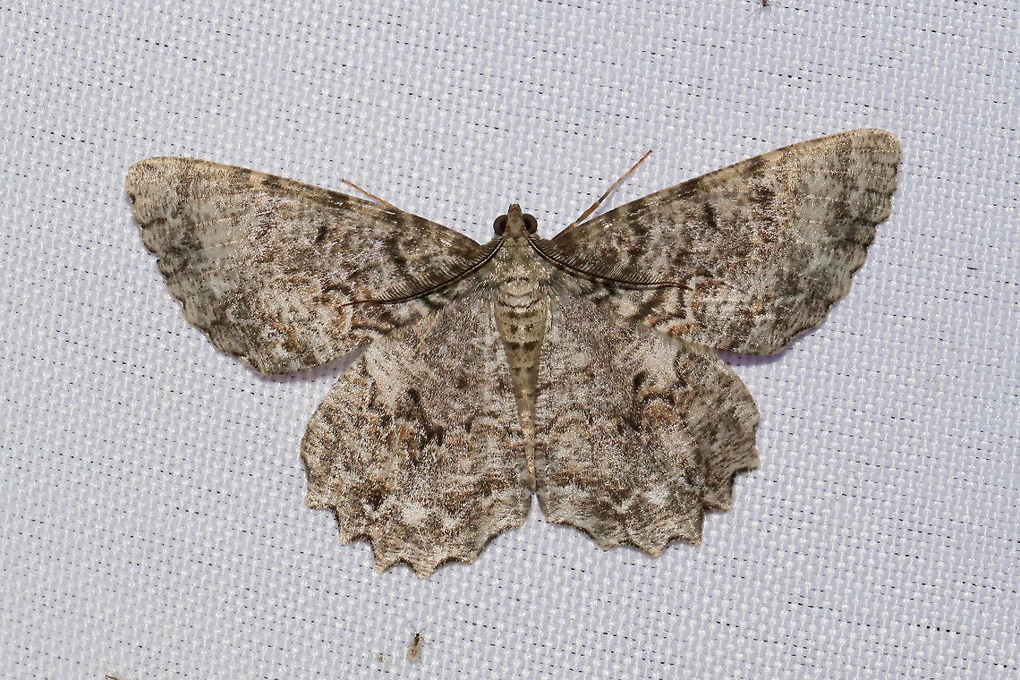 Tulip-tree Beauty (Epimecis hortaria) At a 365 + 395nm UV light setup at a mixed forest edge. Epimecis hortaria,Geotagged,Summer,Tulip-tree beauty,United States