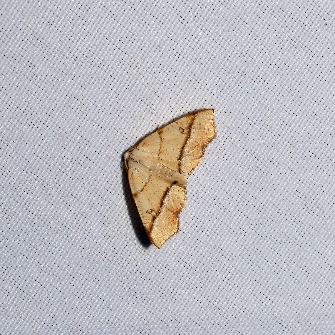 Hollow Spotted Plagodis Moth (Plagodis alcoolaria) At a 365 + 395nm UV light setup at a mixed forest edge.<br />
 Geotagged,Hollow-spotted plagodis,Plagodis alcoolaria,Summer,United States
