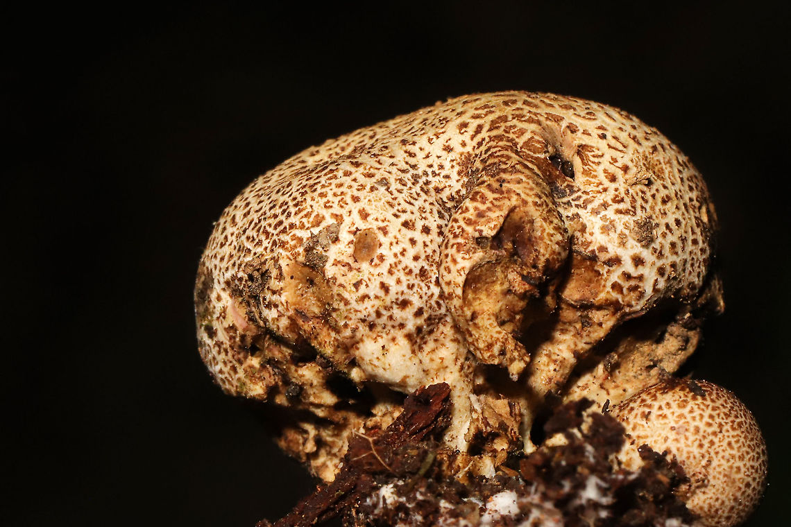 Scleroderma citrinum Growing under Carya sp. at a mixed forest edge.<br />
<figure class="photo"><a href="https://www.jungledragon.com/image/118107/scleroderma_citrinum.html" title="Scleroderma citrinum"><img src="https://s3.amazonaws.com/media.jungledragon.com/images/3231/118107_thumb.jpg?AWSAccessKeyId=05GMT0V3GWVNE7GGM1R2&Expires=1770854410&Signature=gSRGk8rNa%2BS0AdwEcrxOKqOJ6U8%3D" width="200" height="200" alt="Scleroderma citrinum Growing under Carya sp. at a mixed forest edge.<br />
https://www.jungledragon.com/image/118106/scleroderma_citrinum.html Common Earthball,Geotagged,Scleroderma citrinum,Summer,United States" /></a></figure> Common Earthball,Geotagged,Scleroderma citrinum,Summer,United States