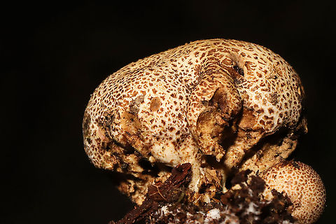 Scleroderma citrinum Growing under Carya sp. at a mixed forest edge.
https://www.jungledragon.com/image/118107/scleroderma_citrinum.html Common Earthball,Geotagged,Scleroderma citrinum,Summer,United States