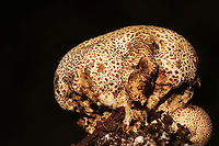 Scleroderma citrinum Growing under Carya sp. at a mixed forest edge.<br />
https://www.jungledragon.com/image/118107/scleroderma_citrinum.html Common Earthball,Geotagged,Scleroderma citrinum,Summer,United States