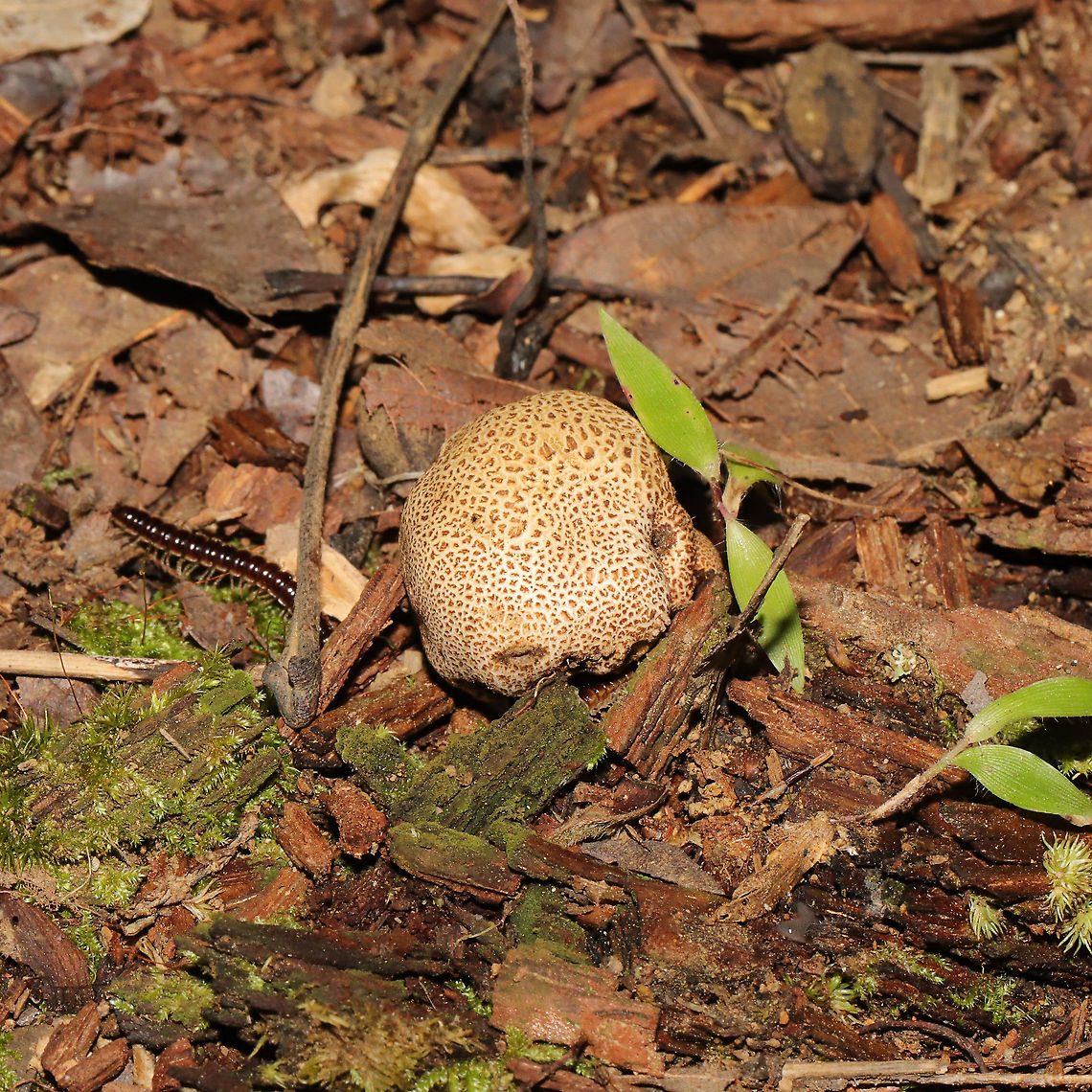 Scleroderma citrinum Growing under Carya sp. at a mixed forest edge.<br />
<figure class="photo"><a href="https://www.jungledragon.com/image/118106/scleroderma_citrinum.html" title="Scleroderma citrinum"><img src="https://s3.amazonaws.com/media.jungledragon.com/images/3231/118106_thumb.jpg?AWSAccessKeyId=05GMT0V3GWVNE7GGM1R2&Expires=1759968010&Signature=dgRGf2wH87ascRJ47chxeqSW%2FDc%3D" width="200" height="134" alt="Scleroderma citrinum Growing under Carya sp. at a mixed forest edge.<br />
https://www.jungledragon.com/image/118107/scleroderma_citrinum.html Common Earthball,Geotagged,Scleroderma citrinum,Summer,United States" /></a></figure> Common Earthball,Geotagged,Scleroderma citrinum,Summer,United States