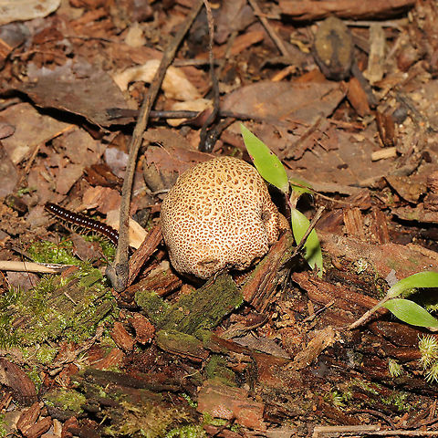 Scleroderma citrinum Growing under Carya sp. at a mixed forest edge.
https://www.jungledragon.com/image/118106/scleroderma_citrinum.html Common Earthball,Geotagged,Scleroderma citrinum,Summer,United States