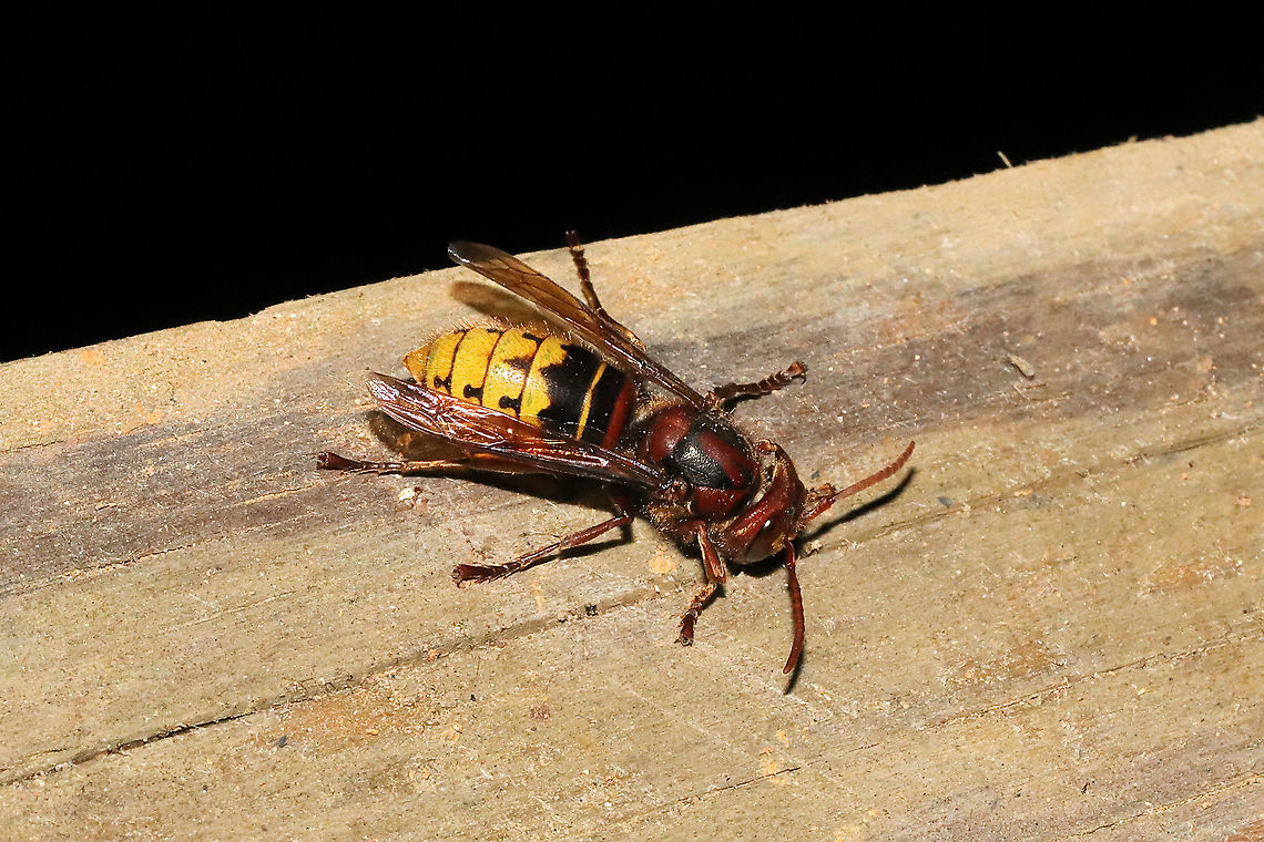 European Hornet (Vespa crabro) At a 365 + 395nm UV light setup at a mixed forest edge.<br />
 European Hornet,Geotagged,Summer,United States,Vespa crabro