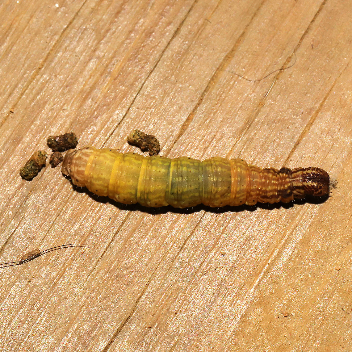 Lacosoma chiridota On my front porch, at a mixed forest edge. Geotagged,Lacosoma chiridota,Summer,United States