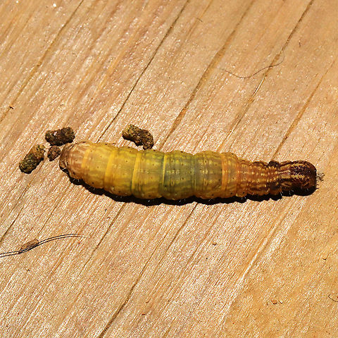 Lacosoma chiridota On my front porch, at a mixed forest edge. Geotagged,Lacosoma chiridota,Summer,United States