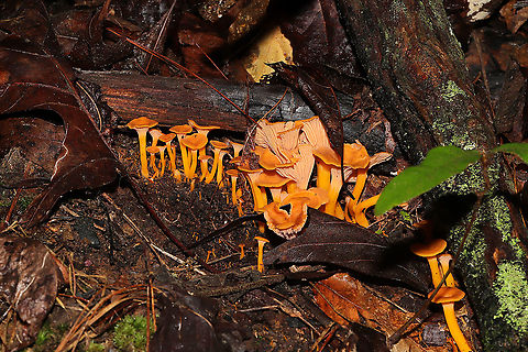 Flame Chanterelles (Craterellus ignicolor) On a forested trail. Craterellus ignicolor,Flame Chanterelle,Geotagged,Summer,United States