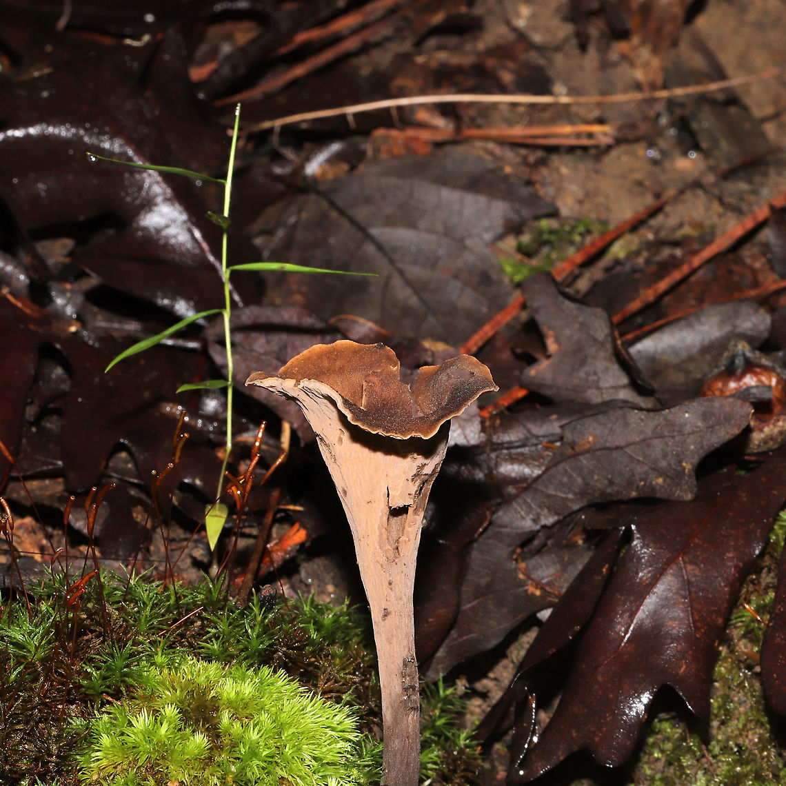 Black Trumpet (Craterellus fallax)  On a forested trail.  Black Trumpets,Craterellus fallax,Geotagged,Summer,United States