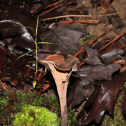Black Trumpet (Craterellus fallax)  On a forested trail.  Black Trumpets,Craterellus fallax,Geotagged,Summer,United States
