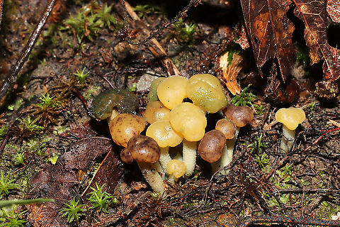 Jelly Babies (Leotia lubrica)  On a forested trail.  Geotagged,Jelly baby,Leotia lubrica,Summer,United States