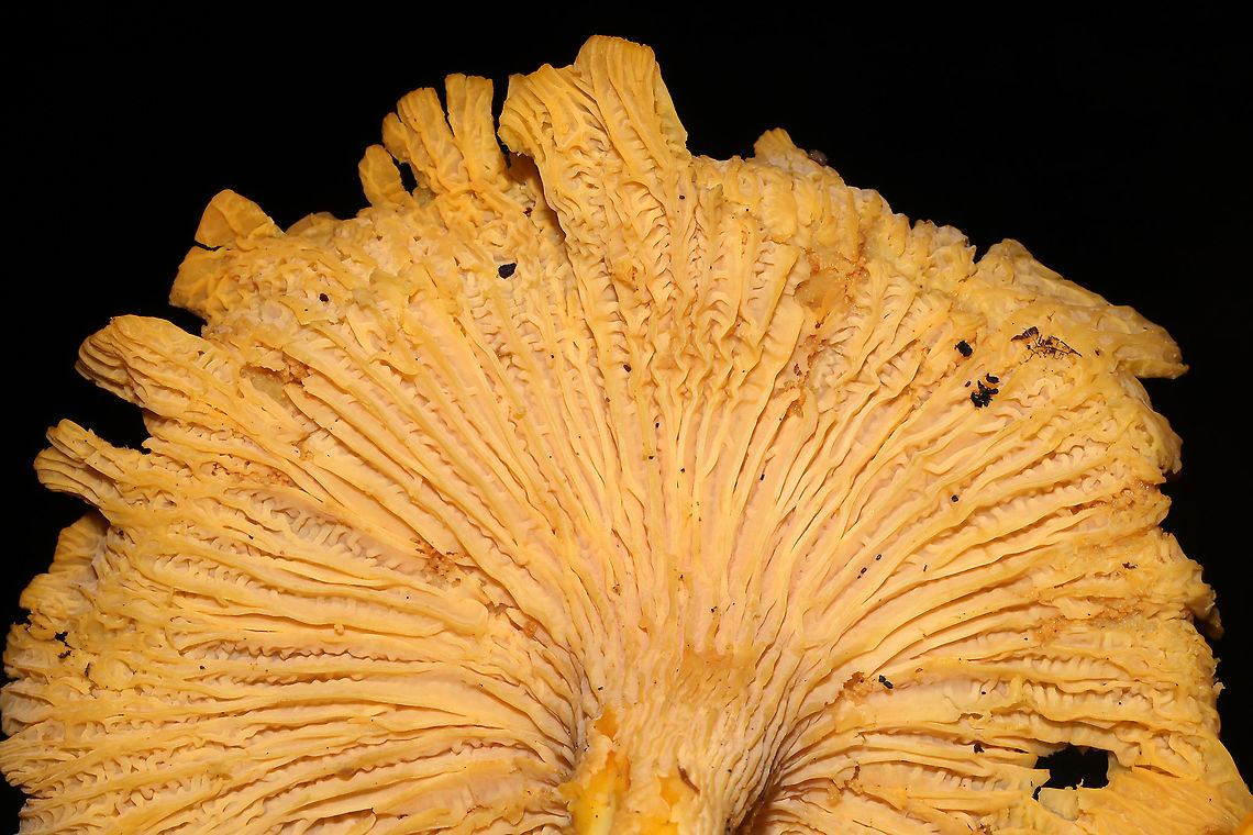 Chanterelle (Cantharellus sp). On a forested trail.  Geotagged,Summer,United States