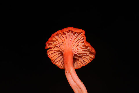Red Chanterelle (Cantharellus cinnabarinus) On a forested trail.  Cantharellus cinnabarinus,Geotagged,Red Chanterelle,Summer,United States
