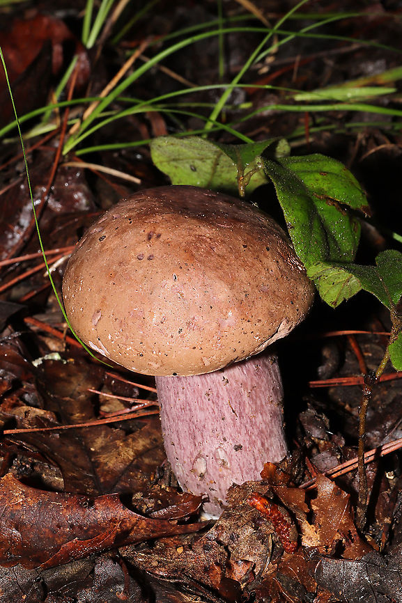 Violet Gray Bolete (Tylopilus plumbeoviolaceus) On a forested trail.  Geotagged,Summer,Tylopilus plumbeoviolaceus,United States,Violet-grey bolete