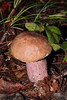 Violet Gray Bolete (Tylopilus plumbeoviolaceus) On a forested trail.  Geotagged,Summer,Tylopilus plumbeoviolaceus,United States,Violet-grey bolete