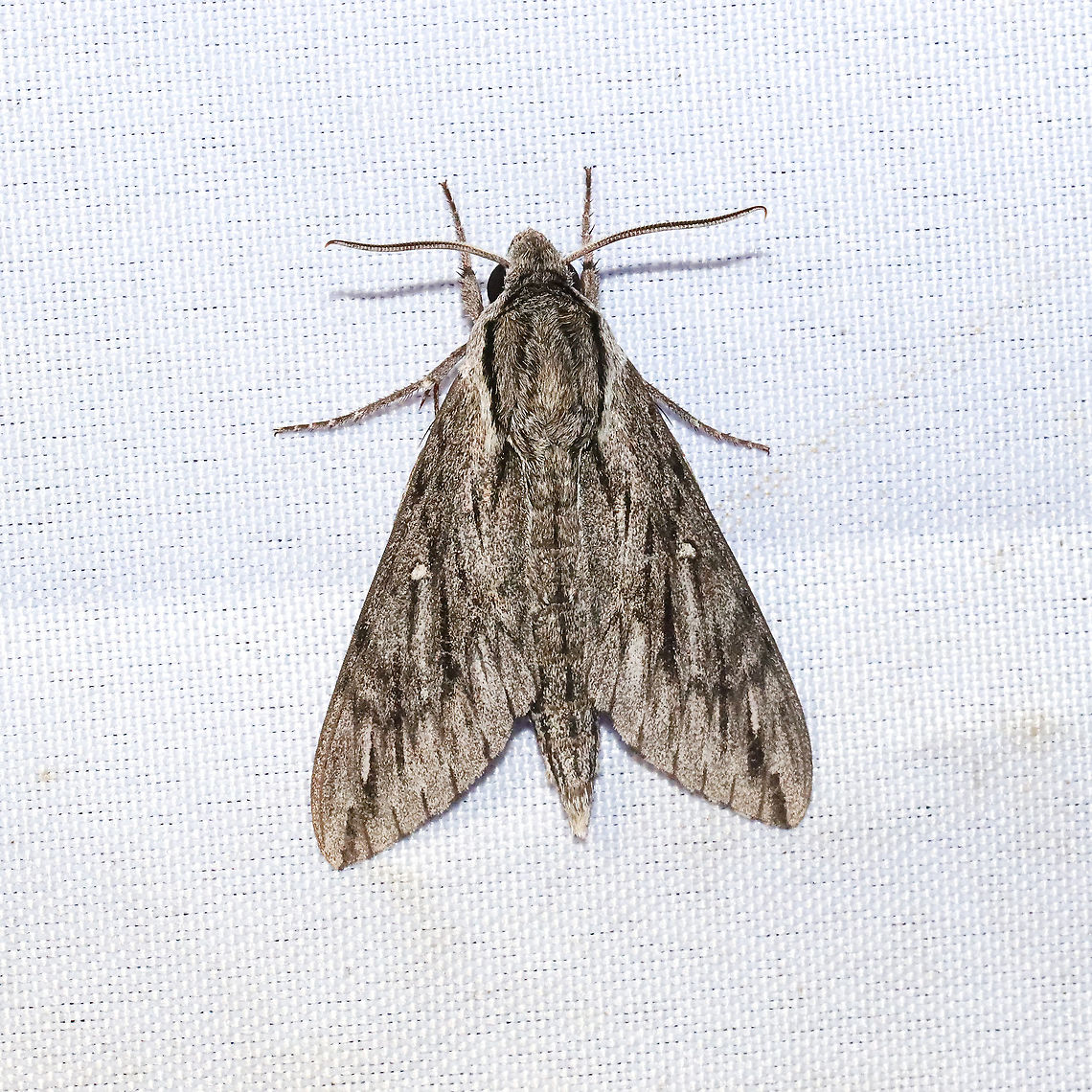 Trumpet Vine Sphinx (Paratrea plebeja) At a 365 + 395nm UV light setup at a mixed forest edge.<br />
<figure class="photo"><a href="https://www.jungledragon.com/image/118214/trumpet_vine_sphinx_paratrea_plebeja.html" title="Trumpet Vine Sphinx (Paratrea plebeja)"><img src="https://s3.amazonaws.com/media.jungledragon.com/images/3231/118214_thumb.jpg?AWSAccessKeyId=05GMT0V3GWVNE7GGM1R2&Expires=1767225610&Signature=OaF2W5NiVNNAAwwjtHDSfMmqtIU%3D" width="200" height="200" alt="Trumpet Vine Sphinx (Paratrea plebeja) At a 365 + 395nm UV light setup at a mixed forest edge.<br />
https://www.jungledragon.com/image/118213/trumpet_vine_sphinx_paratrea_plebeja.html Geotagged,Paratrea plebeja,Plebeian sphinx,Summer,United States" /></a></figure><br />
 Geotagged,Paratrea plebeja,Plebeian sphinx,Summer,United States