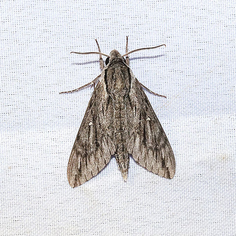 Trumpet Vine Sphinx (Paratrea plebeja) At a 365 + 395nm UV light setup at a mixed forest edge.
https://www.jungledragon.com/image/118214/trumpet_vine_sphinx_paratrea_plebeja.html
 Geotagged,Paratrea plebeja,Plebeian sphinx,Summer,United States