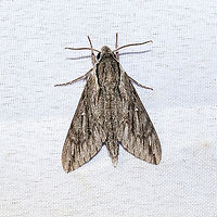 Trumpet Vine Sphinx (Paratrea plebeja) At a 365 + 395nm UV light setup at a mixed forest edge.<br />
https://www.jungledragon.com/image/118214/trumpet_vine_sphinx_paratrea_plebeja.html<br />
 Geotagged,Paratrea plebeja,Plebeian sphinx,Summer,United States